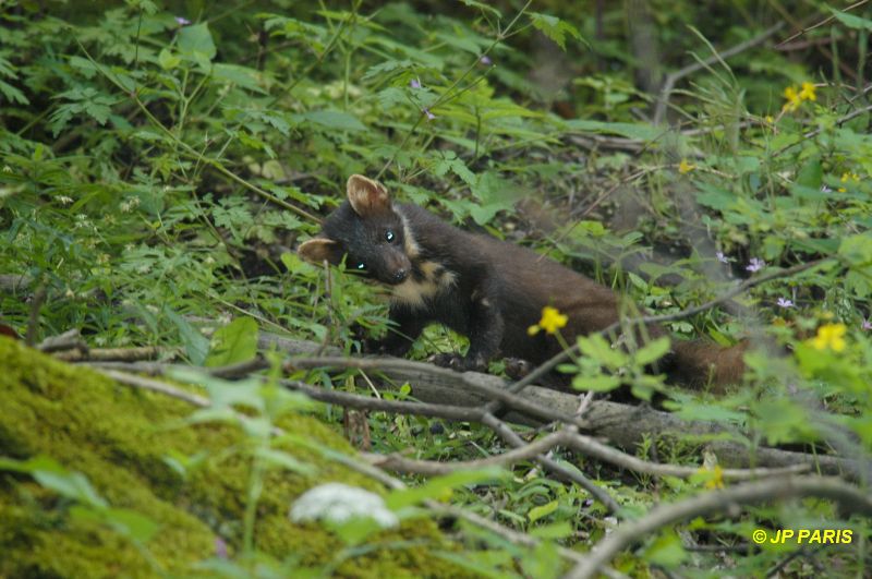 Pine Marten